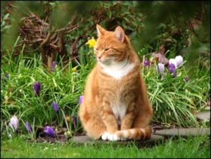 revolution for cat