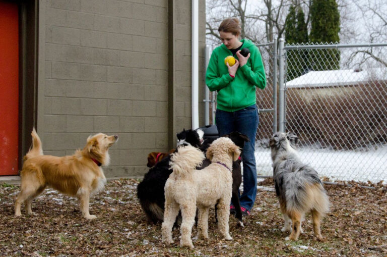 Dog Training Near Me Southtown for Happy Obedient Pets